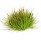 Swamp Tuft (BF4221)