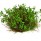 Lowland Shrubs (BF4232)