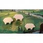 Купить Glen More II: Chronicles Glen More II: Chronicles