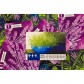 Herbaceous