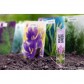 Herbaceous