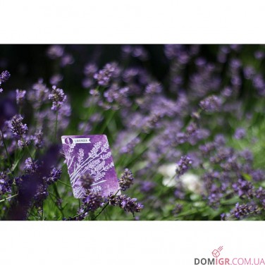 Herbaceous