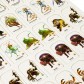 Pathfinder: Настольная ролевая игра – Бестиарий. Набор фишек