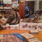 The Isle of Cats: Late Arrivals
