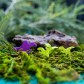 Tiny Epic Dinosaurs