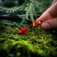 Tiny Epic Dinosaurs